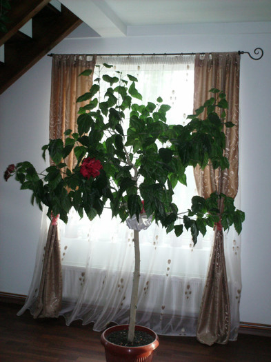 HIBISCUS - PLANTE INTERIOR EXTERIOR