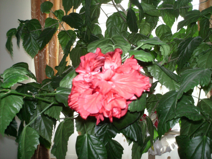 FLOARE HIBISCUS - PLANTE INTERIOR EXTERIOR