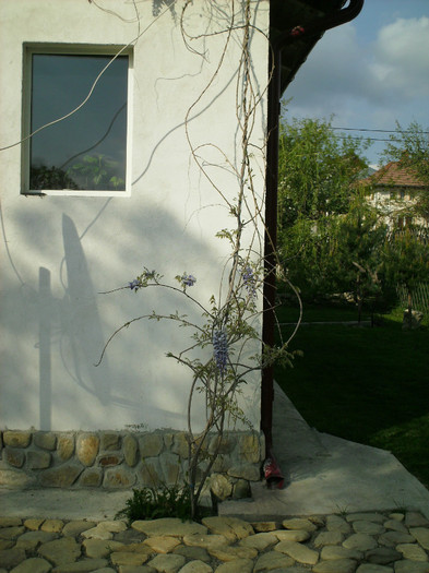 WISTERIA; PRIMA FLOARE
