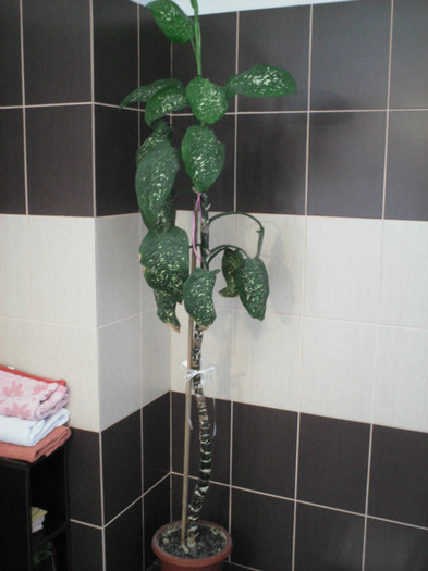 Dieffenbachia3; DE VANZARE
