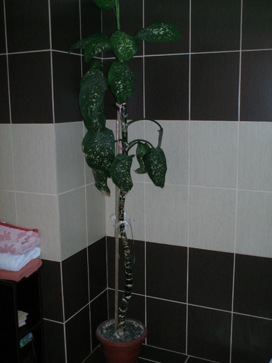 Dieffenbachia1; DE VANZARE
