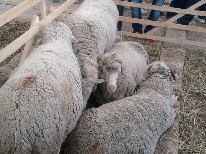 Fotografie2102 - expozitie agraria cluj 2012