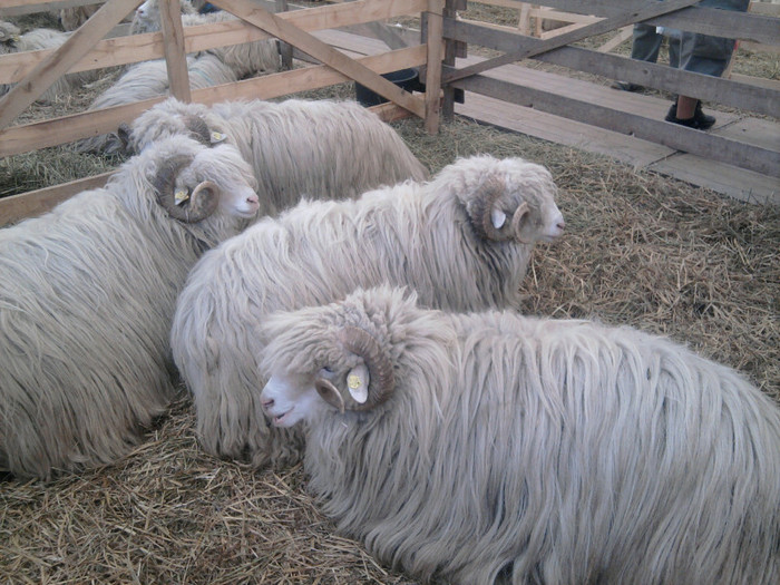 Fotografie2108 - expozitie agraria cluj 2012