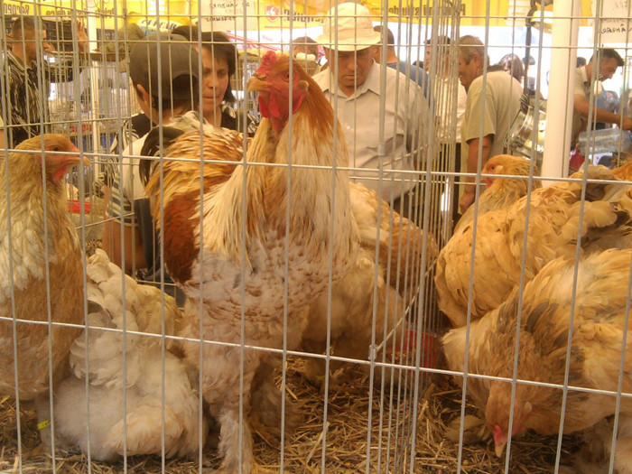 Fotografie2111 - expozitie agraria cluj 2012