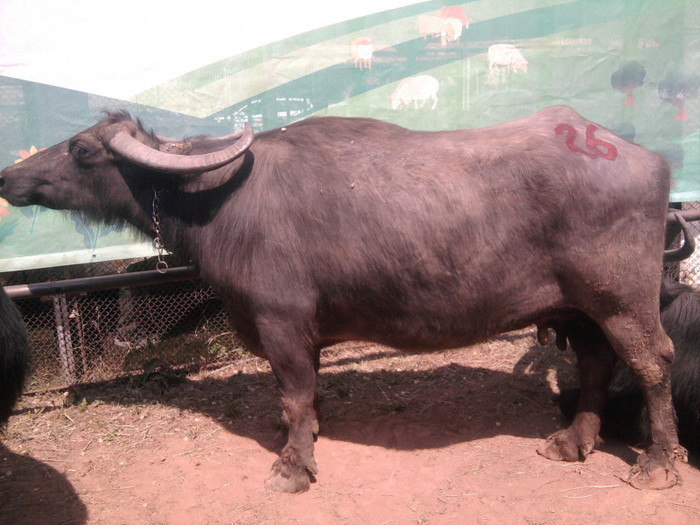 Fotografie2126 - expozitie agraria cluj 2012