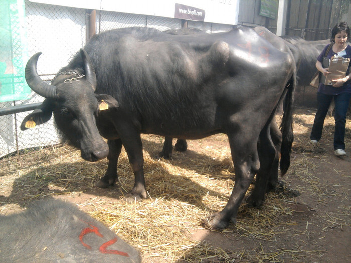 Fotografie2127 - expozitie agraria cluj 2012