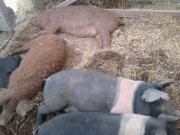 Fotografie2132 - expozitie agraria cluj 2012