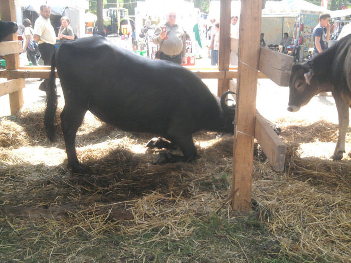 Fotografie2136 - expozitie agraria cluj 2012