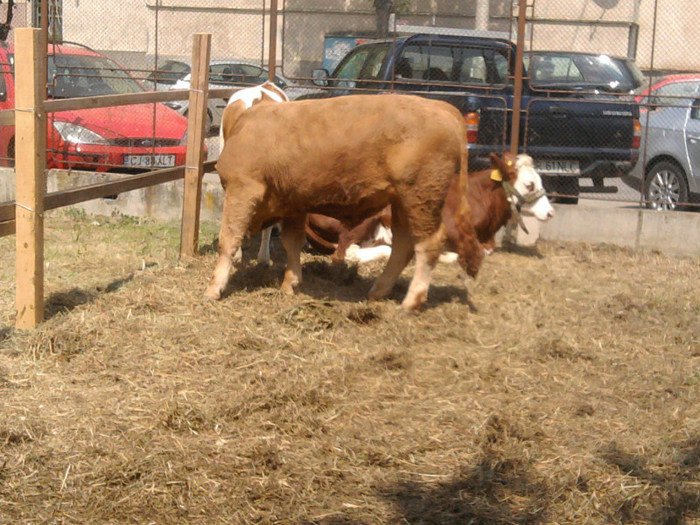 Fotografie2137 - expozitie agraria cluj 2012