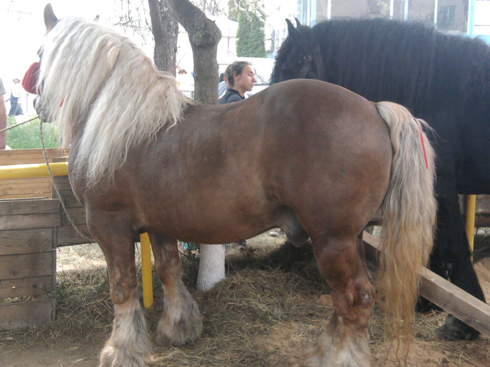 Fotografie2194 - expozitie agraria cluj 2012