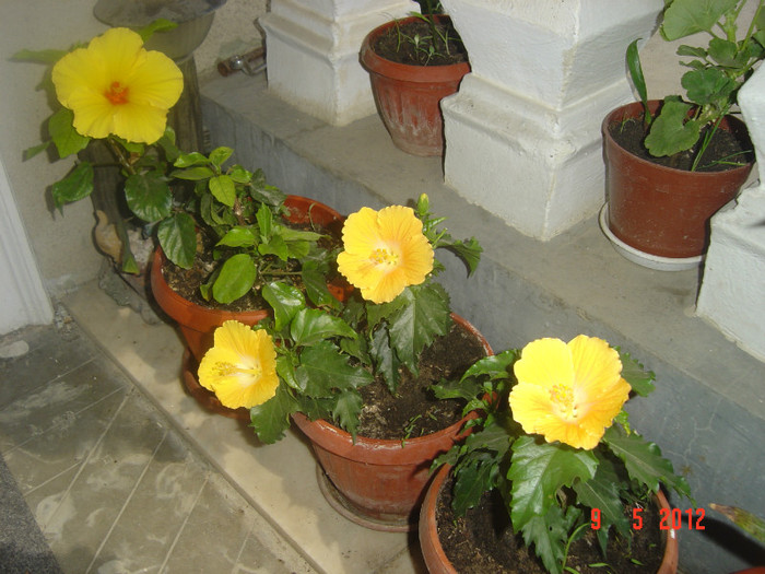 poze 519 - 09-2012-HIBISCUS