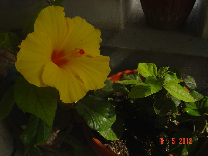 poze 520 - 09-2012-HIBISCUS