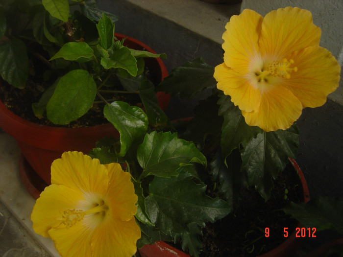 poze 521 - 09-2012-HIBISCUS