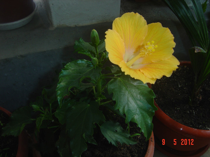 poze 522 - 09-2012-HIBISCUS
