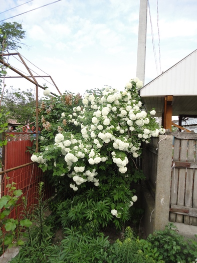 Calin - Gradina  2012