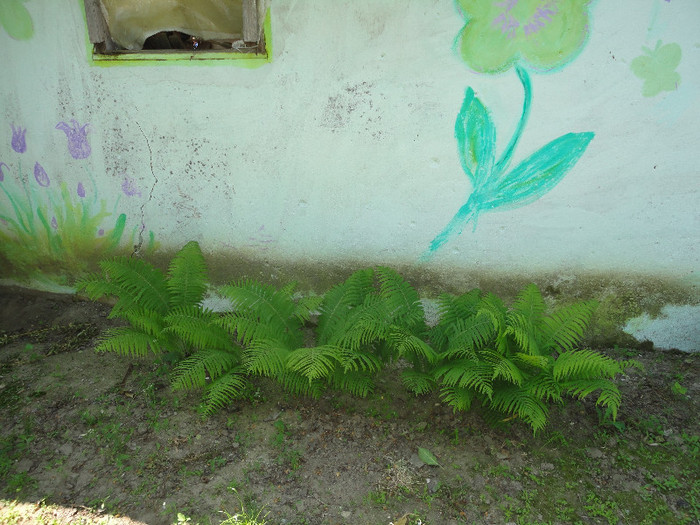 Ferigi de la Lidia - Gradina  2012