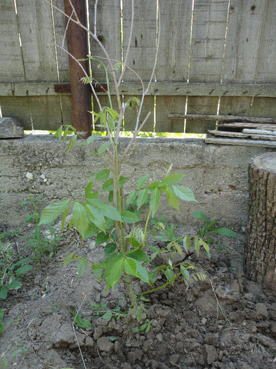 Glicina de la Mariagy-Multumesc! - Gradina  2012