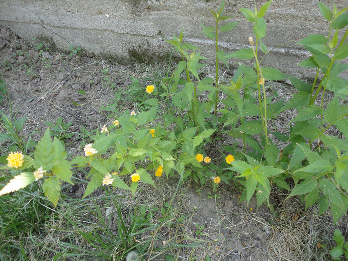Keria de la Mariagy - Gradina  2012