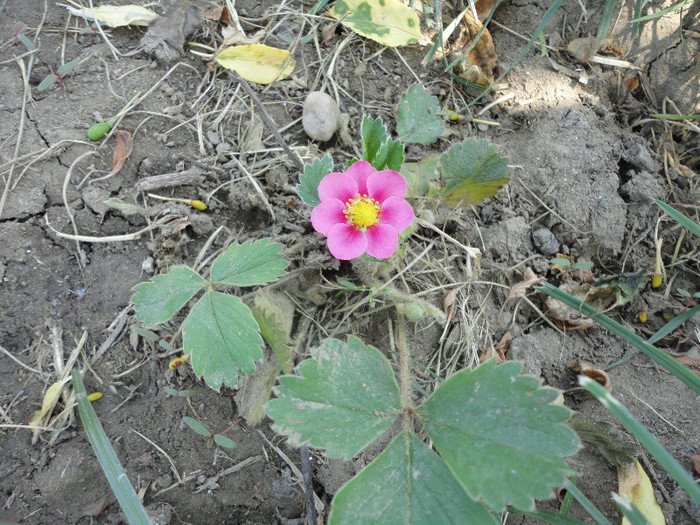 DSC04601 - Gradina  2012