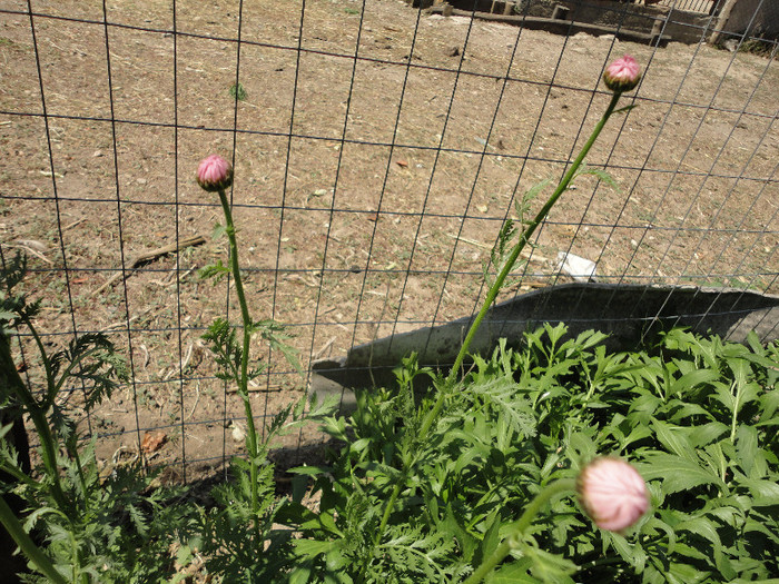 Tot margarete... - Gradina  2012