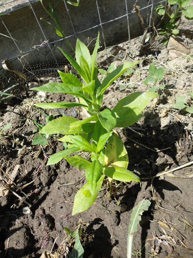 Phlox alb -Multumesc Elipopa - Gradina  2012