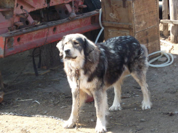 romania aprilie 2012 016 - cainii mei