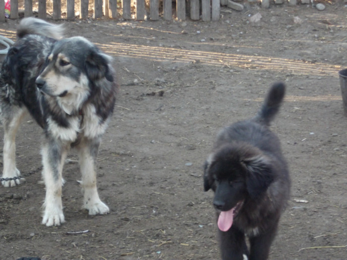 romania aprilie 2012 033