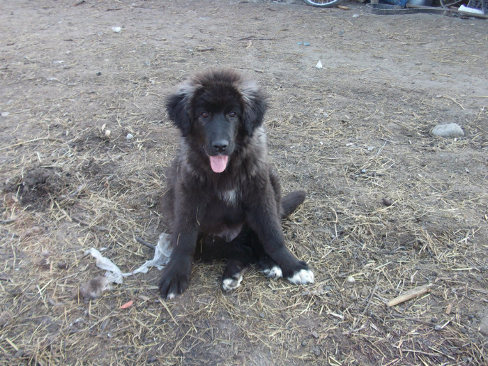 romania aprilie 2012 030