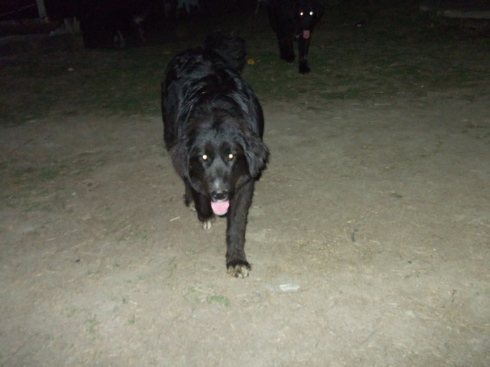 romania aprilie 2012 039 - cainii mei