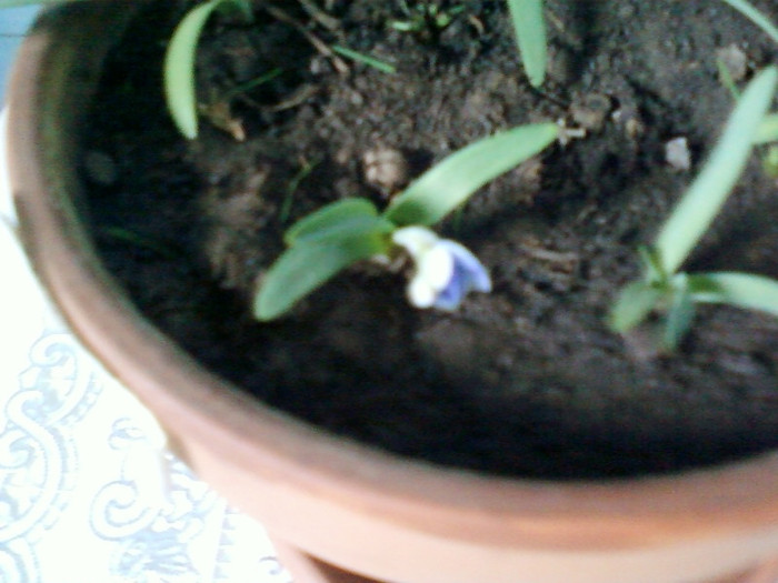 9 mai 2012-flori 003 - mai 2012