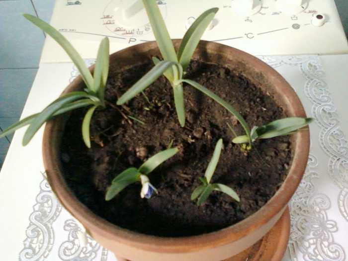 ipheion Rolf Fiedler - mai 2012