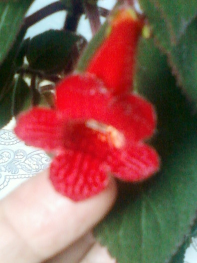 9 mai 2012-flori 016