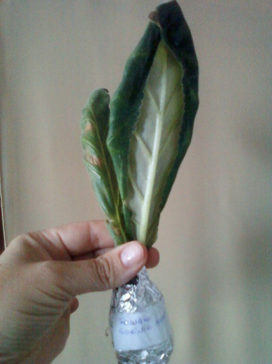 frunze de gloxi frunze de gloxi