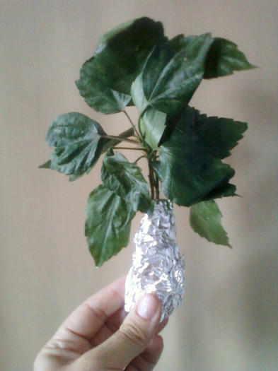 lastari hibi crem lastari hibi crem