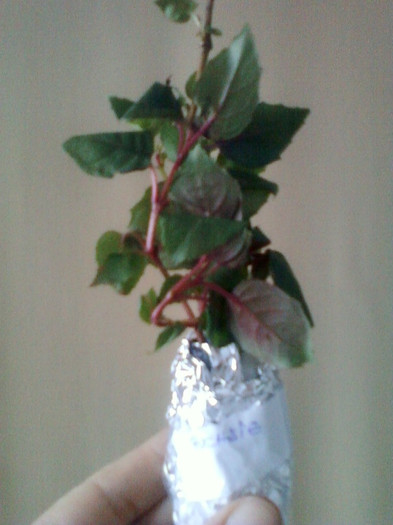 lastari fuchsia lastari fuchsia