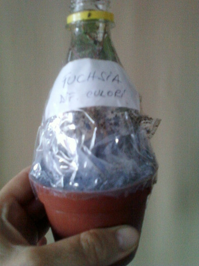 lastari fuchsia-diferite culori - primite