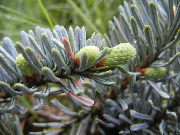 Abies procera Glauca (2012, May 04) - Abies procera Glauca