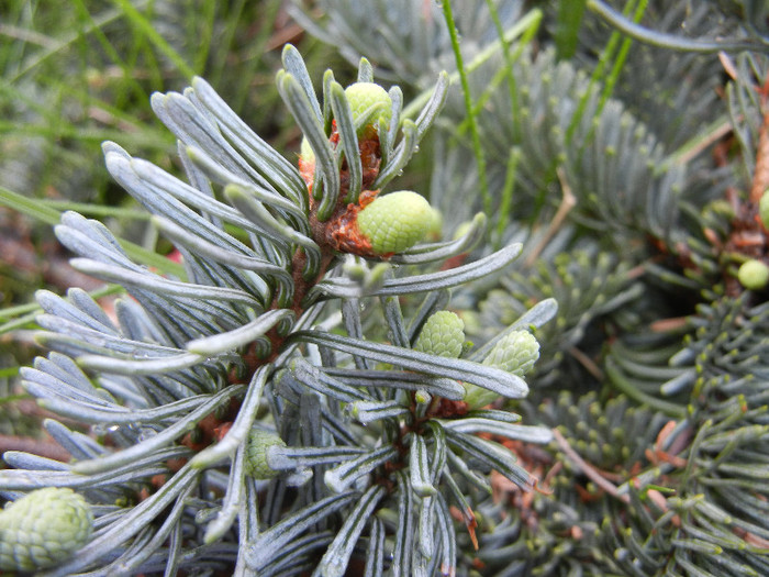 Abies procera Glauca (2012, May 04) - Abies procera Glauca