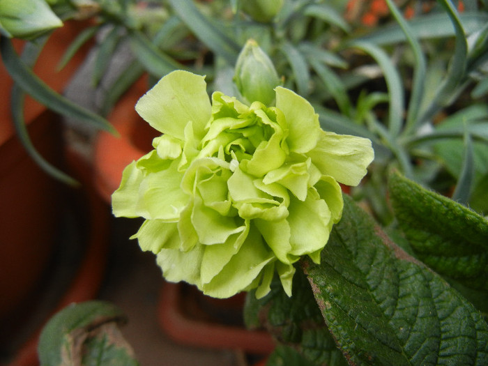 Dianthus Adorable JADE (2012, May09) - Dianthus Adorable JADE