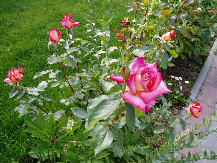 10 Mai - Mai - Iunie