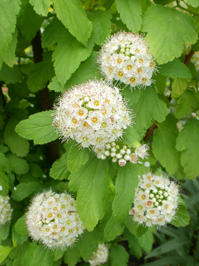 Physocarpus Dart's Gold - Gradina de flori 2012