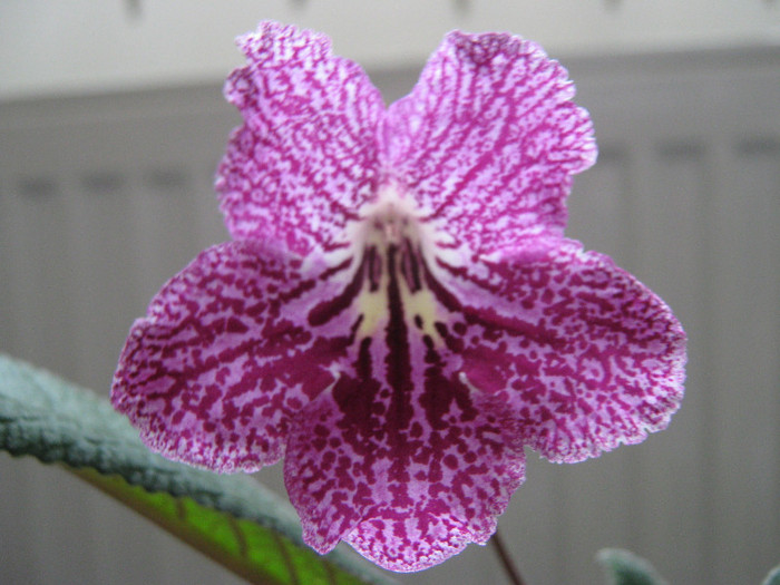  - streptocarpus CF Natasha