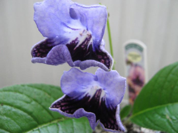 doar atat...pt prima inflorire..... - streptocarpus Harlequin Lace