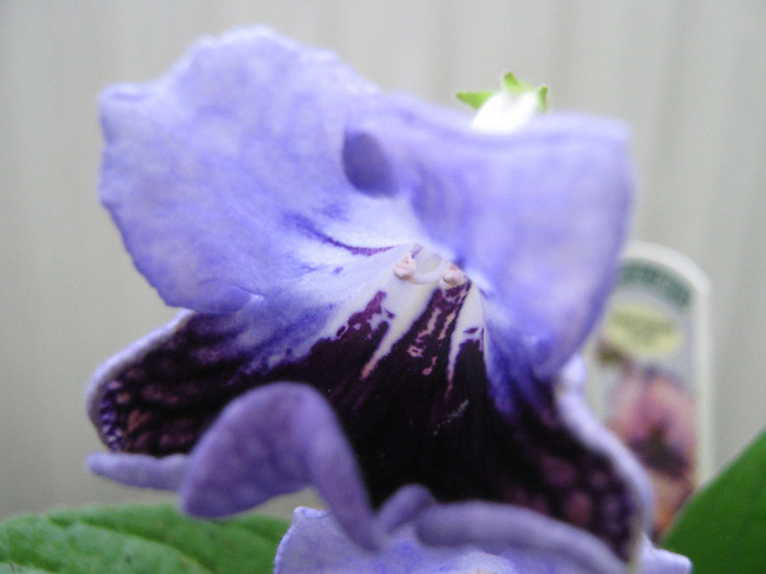  - streptocarpus Harlequin Lace