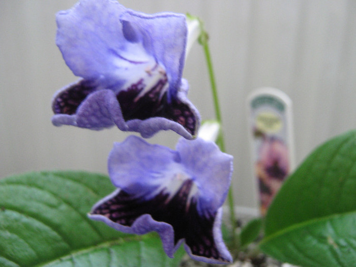  - streptocarpus Harlequin Lace