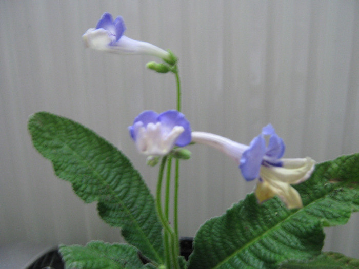  - streptocarpus Harlequin Blue