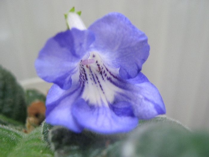  - streptocarpus Bristol s Fourth Dimension