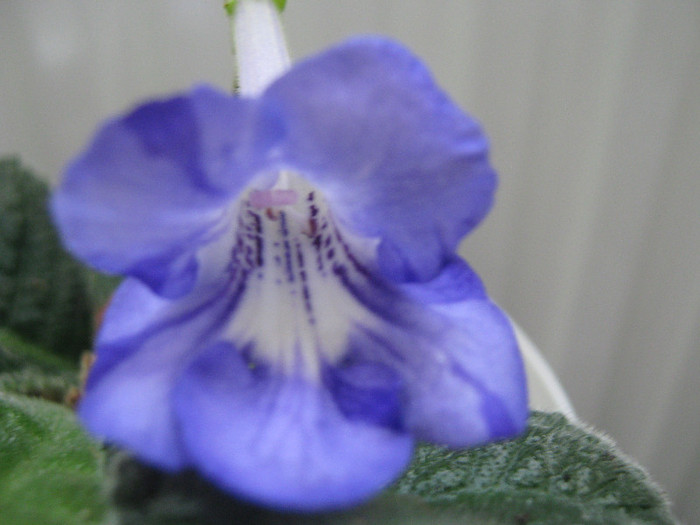  - streptocarpus Bristol s Fourth Dimension