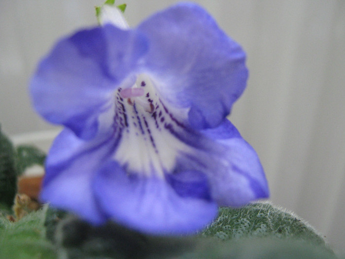  - streptocarpus Bristol s Fourth Dimension