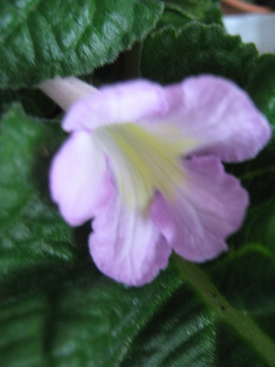  - streptocarpus Bristol s Potpourri